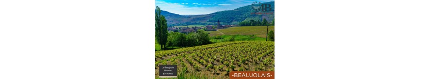 Vins du Beaujolais | UN MONDE A BOIRE