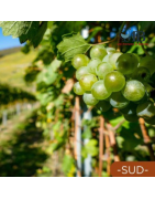Vins du Sud| UN MONDE A BOIRE
