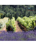 Vins de Provence | UN MONDE A BOIRE